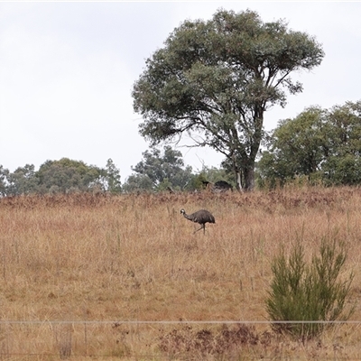 Dromaius novaehollandiae (Emu) at Kambah, ACT - 23 Apr 2025 by debhart