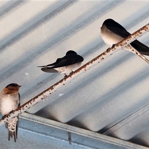 Hirundo neoxena at Chiltern, VIC - 22 Apr 2025 08:21 AM