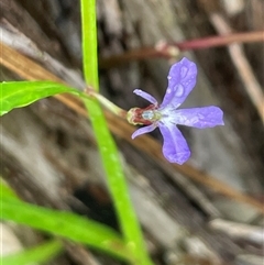 Lobelia anceps (Angled Lobelia) at Merimbula, NSW - 23 Apr 2025 by Clarel