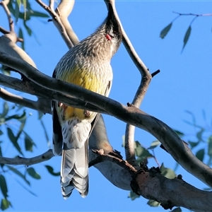 Anthochaera carunculata at Indigo Valley, VIC - Yesterday by KylieWaldon