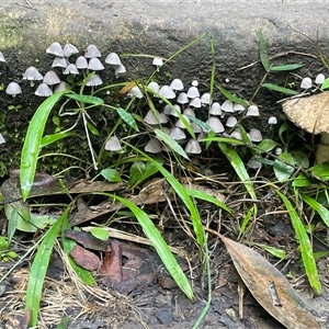Coprinellus disseminatus at Pretty Beach, NSW - 21 Apr 2025 09:34 AM