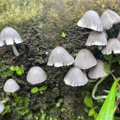 Coprinellus disseminatus at Pretty Beach, NSW - 21 Apr 2025 09:34 AM