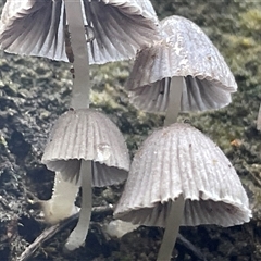 Coprinellus disseminatus at Pretty Beach, NSW - 21 Apr 2025 09:34 AM