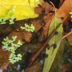 Unverified at suppressed - suppressed