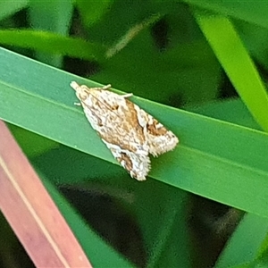 Euphona euphona at Pendle Hill, NSW - suppressed