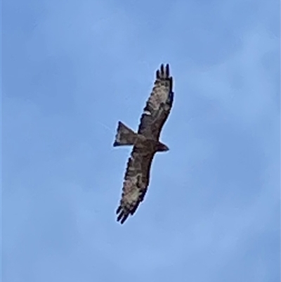 Lophoictinia isura (Square-tailed Kite) at Berry, NSW - 10 Apr 2025 by RAllen