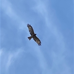 Lophoictinia isura at Berry, NSW - suppressed