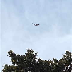 Lophoictinia isura at Berry, NSW - suppressed