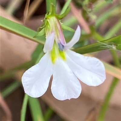 Lobelia purpurascens (White Root) at Gerroa, NSW - 8 Apr 2025 by RAllen