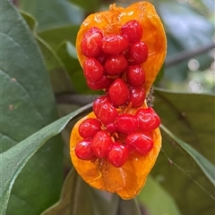 Pittosporum revolutum (Large-fruited Pittosporum) at Gerroa, NSW - 8 Apr 2025 by RAllen