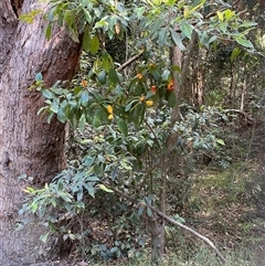 Pittosporum revolutum at Gerroa, NSW - 8 Apr 2025 02:28 PM
