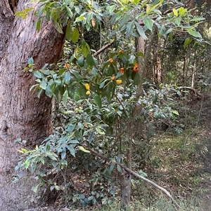 Pittosporum revolutum at Gerroa, NSW - 8 Apr 2025 02:28 PM