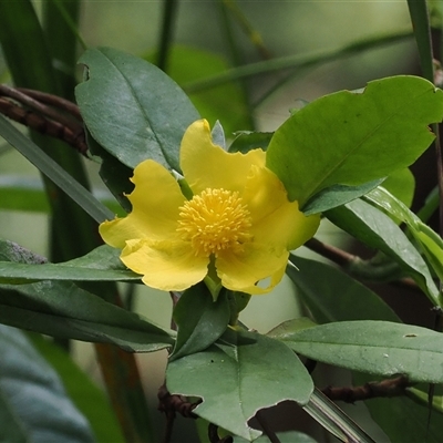 Hibbertia scandens (Climbing Guinea Flower) at Gerroa, NSW - 8 Apr 2025 by RAllen