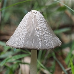 Coprinus sp. at Gerroa, NSW - 8 Apr 2025 by RAllen