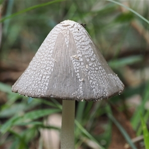 Coprinellus etc. at Gerroa, NSW - 8 Apr 2025 02:16 PM