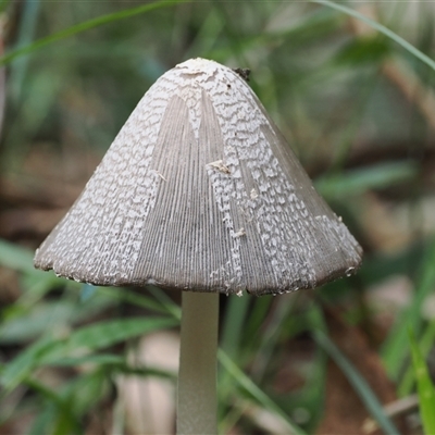 Coprinus sp. at Gerroa, NSW - 8 Apr 2025 by RAllen