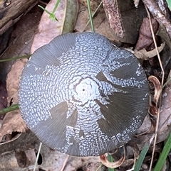 Coprinellus etc. at Gerroa, NSW - 8 Apr 2025 02:16 PM