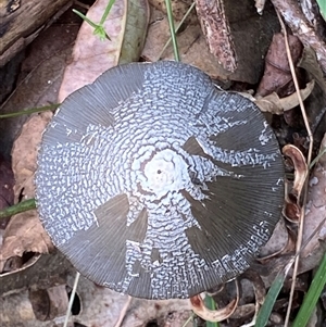 Coprinellus etc. at Gerroa, NSW - 8 Apr 2025 02:16 PM