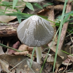Coprinellus etc. at Gerroa, NSW - 8 Apr 2025 02:16 PM