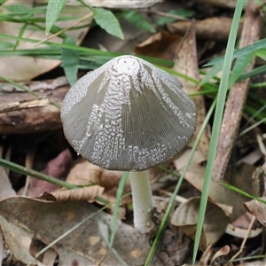Coprinellus etc. at Gerroa, NSW - 8 Apr 2025 02:16 PM