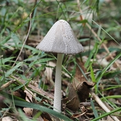 Coprinellus etc. at Gerroa, NSW - 8 Apr 2025 02:16 PM