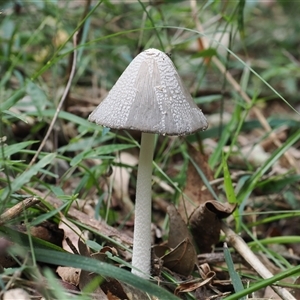 Coprinellus etc. at Gerroa, NSW - 8 Apr 2025 02:16 PM