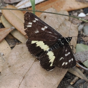 Cruria synopla at Gerroa, NSW - 8 Apr 2025 10:57 AM