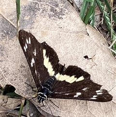 Cruria synopla at Gerroa, NSW - 8 Apr 2025 10:57 AM