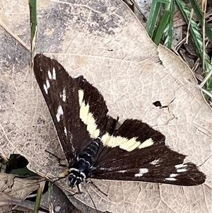 Cruria synopla at Gerroa, NSW - 8 Apr 2025 10:57 AM