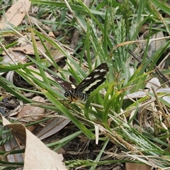 Cruria synopla at Gerroa, NSW - 8 Apr 2025 10:57 AM