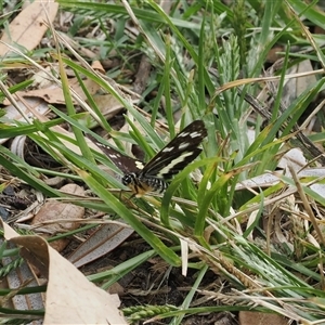 Cruria synopla at Gerroa, NSW - 8 Apr 2025 10:57 AM