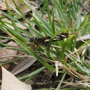Cruria synopla at Gerroa, NSW - 8 Apr 2025 10:57 AM