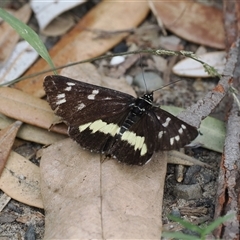 Cruria synopla at Gerroa, NSW - 8 Apr 2025 10:57 AM