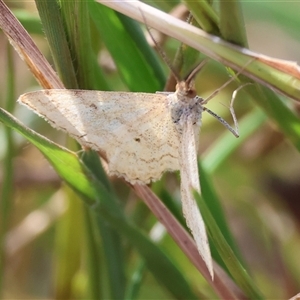 Scopula rubraria at Wodonga, VIC - Yesterday 11:18 AM