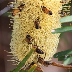 Apis mellifera at Wodonga, VIC - 23 Apr 2025 11:14 AM