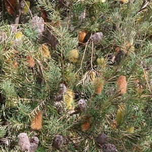 Banksia marginata at Wodonga, VIC - Today by KylieWaldon