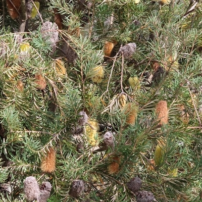 Banksia marginata at Wodonga, VIC - Yesterday by KylieWaldon