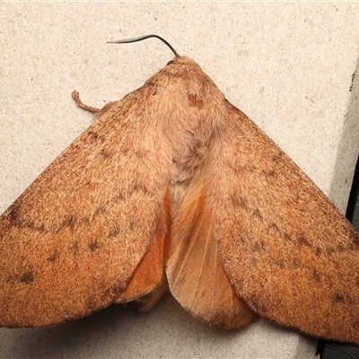 Entometa fervens (Common Gum Snout Moth) at Rosedale, NSW - Yesterday by jb2602