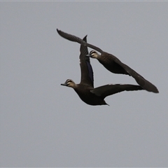Anas superciliosa (Pacific Black Duck) at Fyshwick, ACT - 23 Apr 2025 by RodDeb