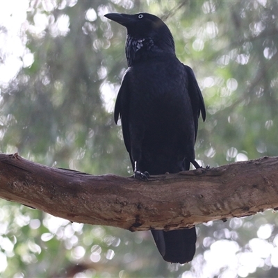 Corvus coronoides (Australian Raven) at Fyshwick, ACT - 23 Apr 2025 by RodDeb