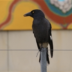Strepera graculina (Pied Currawong) at Fyshwick, ACT - 23 Apr 2025 by RodDeb