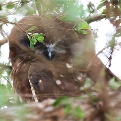 Ninox boobook (Southern Boobook) at Fyshwick, ACT - 23 Apr 2025 by RodDeb