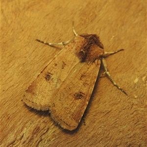 Unverified Noctuoid moth (except Arctiinae) at Conder, ACT - 9 Nov 2024 by MichaelBedingfield