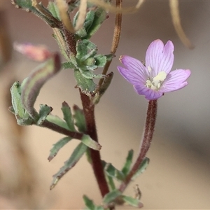 Epilobium billardiereanum subsp. cinereum at Wodonga, VIC - 23 Apr 2025 11:26 AM