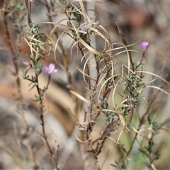 Epilobium billardiereanum subsp. cinereum at Wodonga, VIC - 23 Apr 2025 11:26 AM
