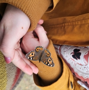 Junonia villida by Csteele4