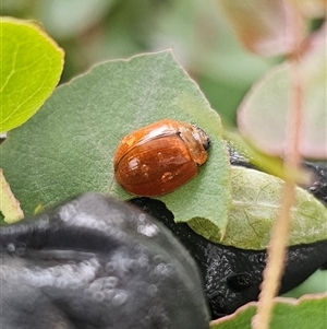 Paropsisterna cloelia by Csteele4