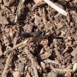 Unverified Wasp (Hymenoptera, Apocrita) at Wodonga, VIC - Yesterday by KylieWaldon