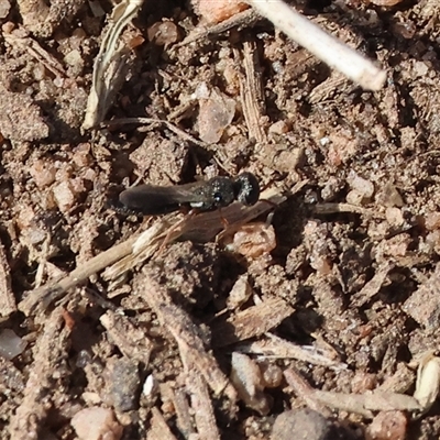 Unverified Wasp (Hymenoptera, Apocrita) at Wodonga, VIC - Yesterday by KylieWaldon