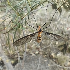 Leptotarsus (Leptotarsus) clavatus (A crane fly) at O'Connor, ACT - 25 Mar 2025 by Rebeccajgee